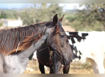 Murgese, Mare, 1 year, 15,2 hh, Roan-Blue