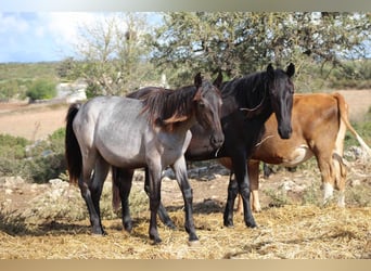 Murgese, Mare, 1 year, 15,2 hh, Roan-Blue