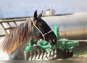 Murgese, Mare, 1 year, 15,2 hh, Roan-Blue