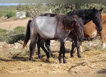 Murgese, Mare, 1 year, 15,2 hh, Roan-Blue