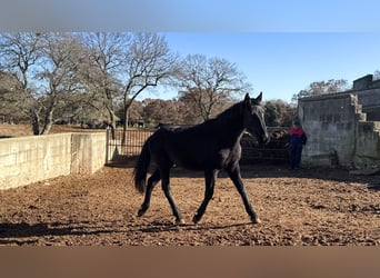 Murgese, Mare, 1 year, 15,2 hh, Black