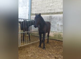 Murgese, Mare, 1 year, Black