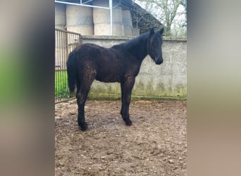 Murgese, Mare, 1 year, Black