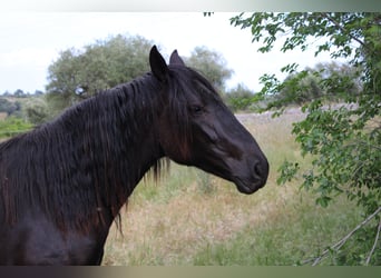 Murgese, Mare, 2 years, 15,1 hh, Black