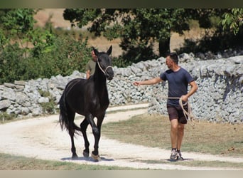 Murgese, Mare, 2 years, 15.2 hh, Black