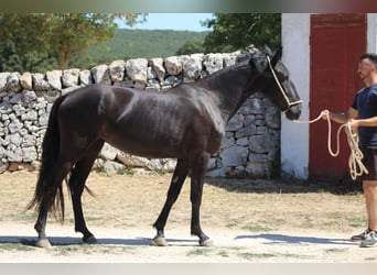 Murgese, Mare, 2 years, 15.2 hh, Black