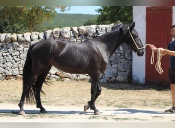 Murgese, Mare, 2 years, 15.2 hh, Black