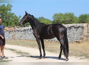 Murgese, Mare, 2 years, 15.2 hh, Black