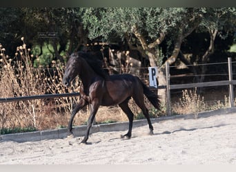 Murgese, Mare, 2 years, 15.2 hh, Black