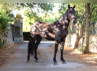 Murgese, Mare, 2 years, 15.2 hh, Black