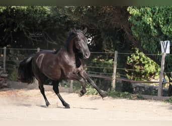 Murgese, Mare, 2 years, 15.2 hh, Black