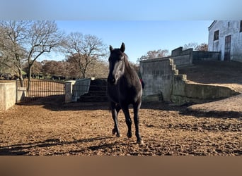 Murgese, Mare, 2 years, 15.2 hh, Black
