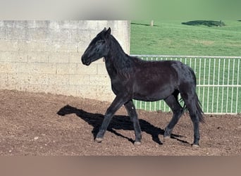Murgese, Mare, 2 years, 15.2 hh, Black