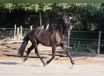 Murgese, Mare, 2 years, 15.2 hh, Black