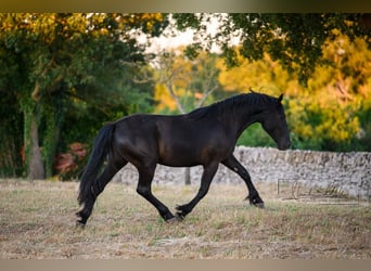 Murgese, Mare, 2 years, 15.3 hh, Black