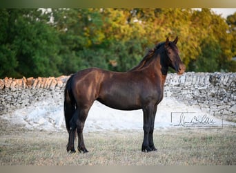 Murgese, Mare, 2 years, 15.3 hh, Black