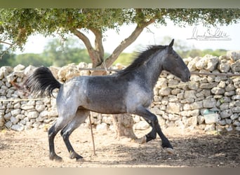 Murgese, Mare, 2 years, 15 hh, Roan-Blue