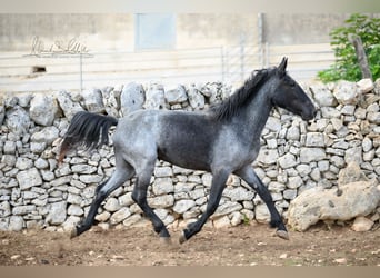 Murgese, Mare, 2 years, 15 hh, Roan-Blue