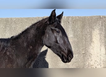 Murgese, Mare, 2 years, 15,2 hh, Black
