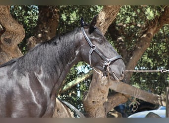 Murgese, Mare, 2 years, 16 hh, Black