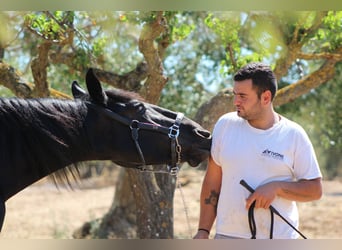 Murgese, Mare, 2 years, 16 hh, Black