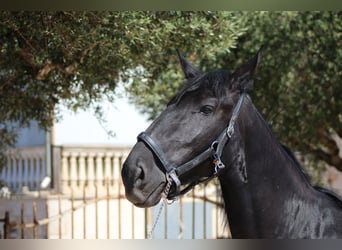 Murgese, Mare, 2 years, 16 hh, Black