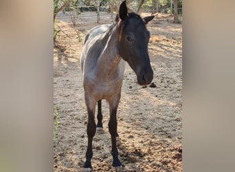 Murgese, Mare, 2 years, Roan-Blue