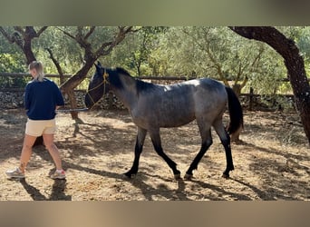 Murgese, Mare, 2 years, Roan-Blue