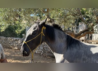 Murgese, Mare, 2 years, Roan-Blue