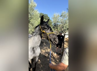 Murgese, Mare, 2 years, Roan-Blue