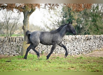 Murgese, Mare, 3 years, 15,1 hh, Roan-Blue