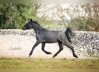 Murgese, Mare, 3 years, 15,1 hh, Roan-Blue