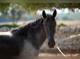 Murgese, Mare, 3 years, 15 hh, Roan-Blue