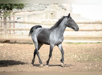 Murgese, Mare, 3 years, 15 hh, Roan-Blue