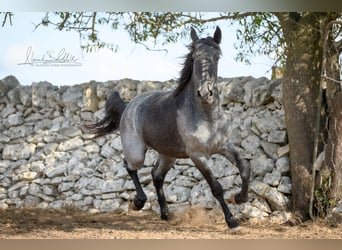 Murgese, Mare, 3 years, 15 hh, Roan-Blue