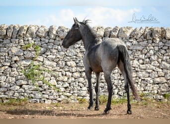 Murgese, Mare, 3 years, 15 hh, Roan-Blue