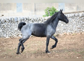 Murgese, Mare, 3 years, 15 hh, Roan-Blue