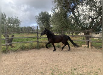 Murgese, Mare, 3 years, 15,1 hh, Black