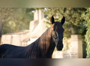 Murgese, Mare, 3 years, 15,2 hh, Black