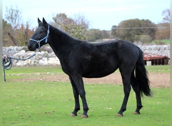 Murgese, Mare, 3 years, 15,2 hh, Black