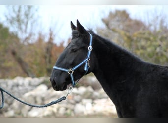 Murgese, Mare, 3 years, 15,2 hh, Black