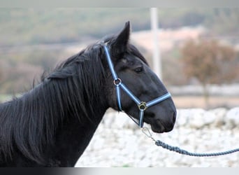 Murgese, Mare, 3 years, 15,2 hh, Black