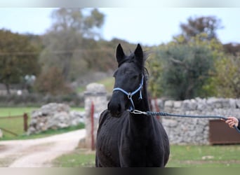 Murgese, Mare, 3 years, 15,2 hh, Black