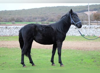 Murgese, Mare, 3 years, 15,2 hh, Black