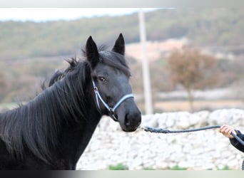 Murgese, Mare, 3 years, 15,2 hh, Black