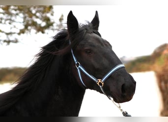Murgese, Mare, 3 years, 15,2 hh, Black