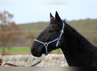 Murgese, Mare, 3 years, 15,2 hh, Black