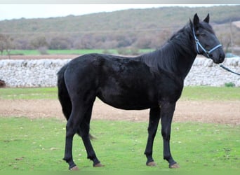 Murgese, Mare, 3 years, 15,2 hh, Black