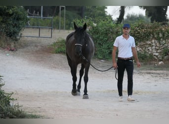 Murgese, Mare, 4 years, 15.2 hh, Black
