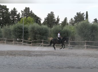 Murgese, Mare, 4 years, 15.2 hh, Black